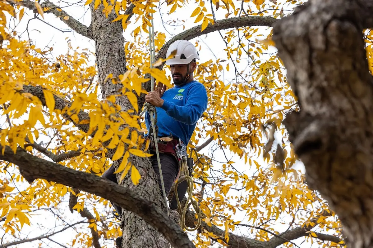 Skilled Tree Pruning crew working in Monte Vista